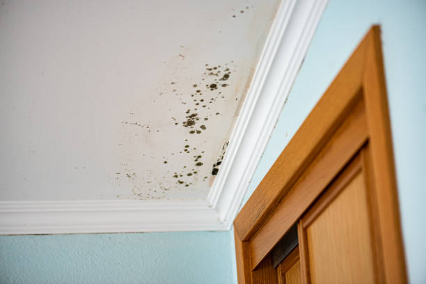 Best Attic Mold Removal  in Rosebud, SD