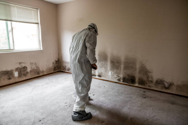 Professional Mold Removal in Rosebud, SD