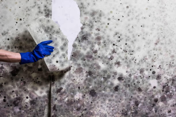 Best Professional Mold Removal  in Rosebud, SD